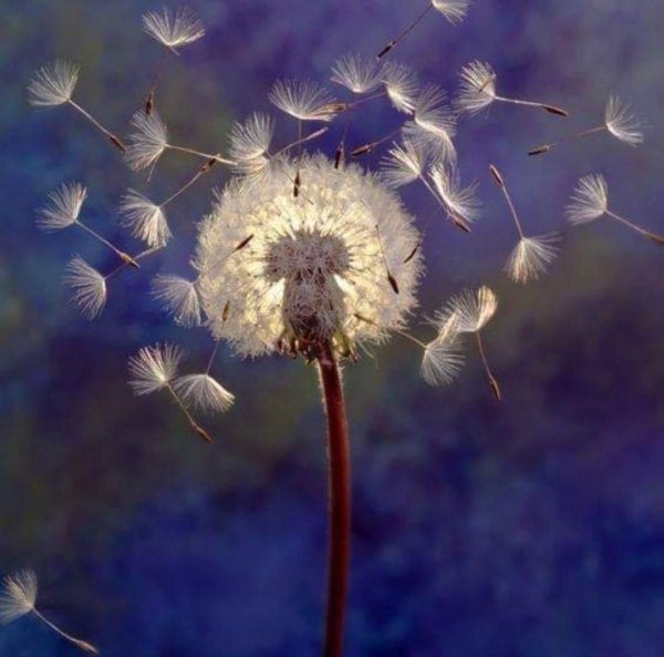 лариса гамильтон одуванчики