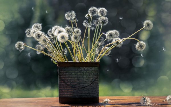 букет одуванчиков