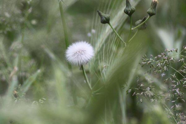 белые одуванчики