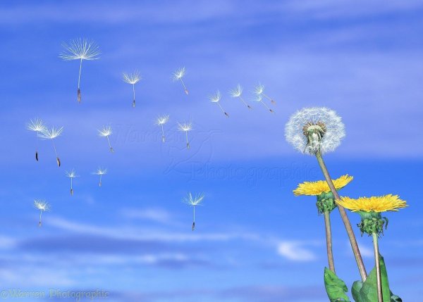 парашютики одуванчика