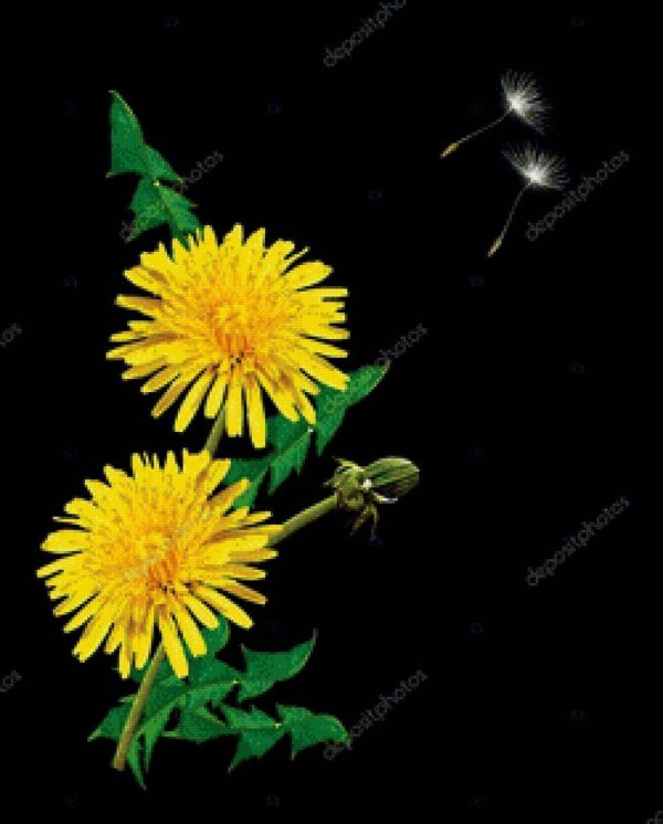 одуванчики на черном фоне