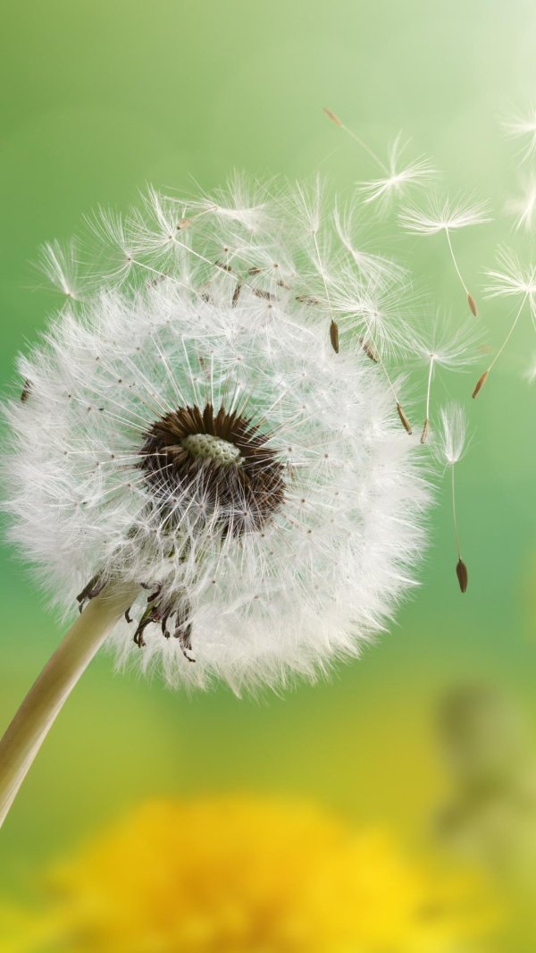 доброе утро с одуванчиками