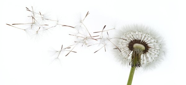 одуванчики на белом фоне