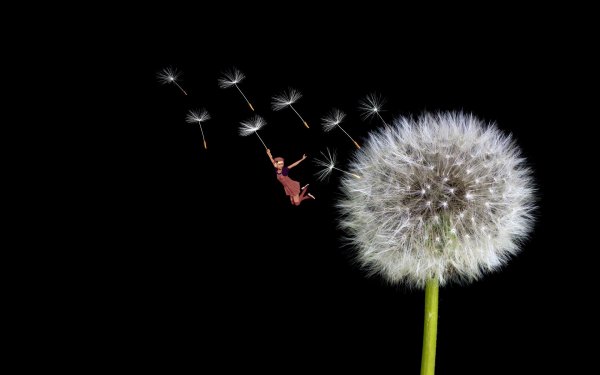 красивые одуванчики