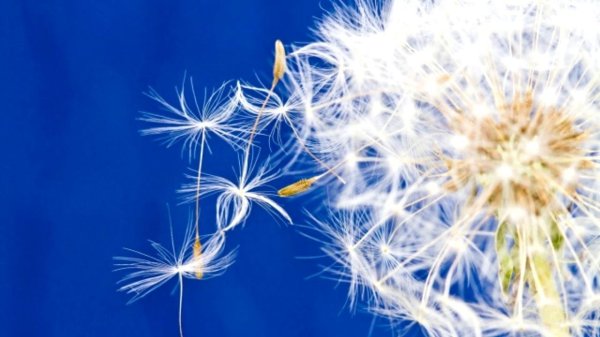 фон с одуванчиками