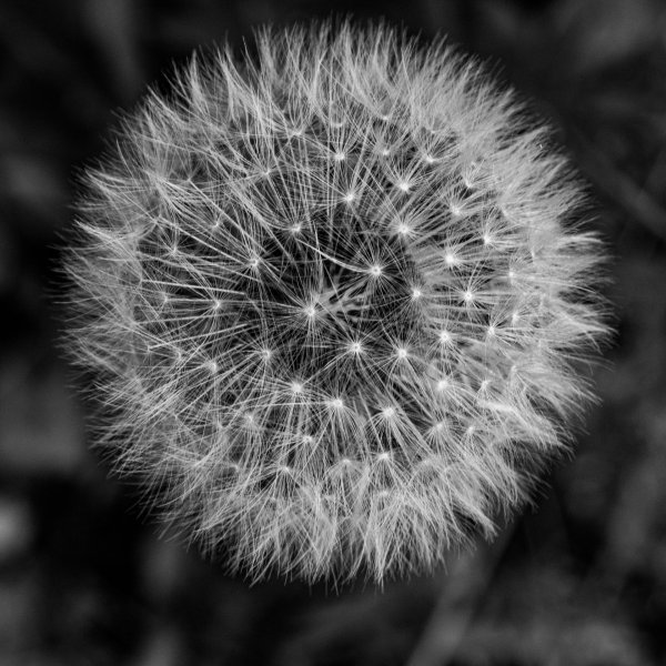 белые одуванчики