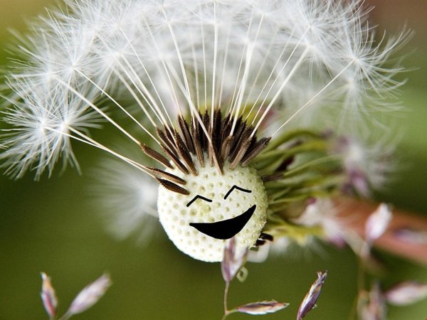 семянка одуванчика