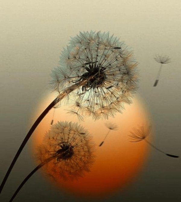 доброе утро с одуванчиками