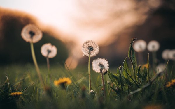 поле одуванчиков