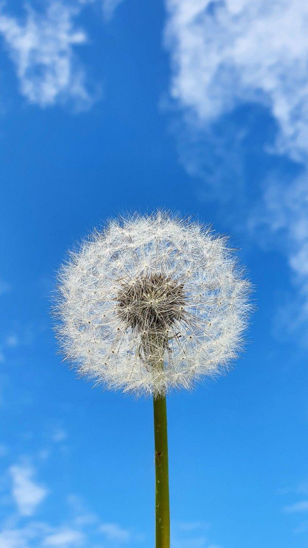 одуванчик белый