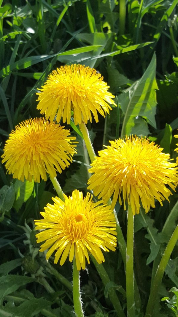 одуванчик taraxacum officinale
