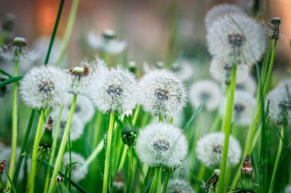 одуванчики мондштата