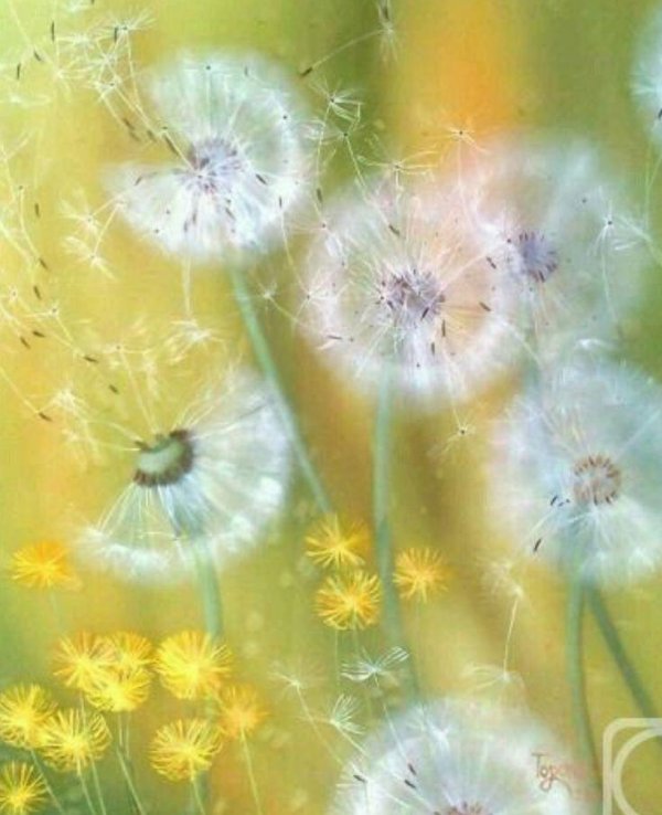 аффреско одуванчики