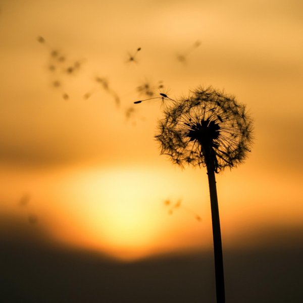 фон с одуванчиками