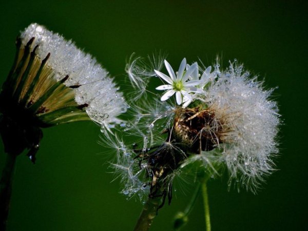 одуванчики цветы