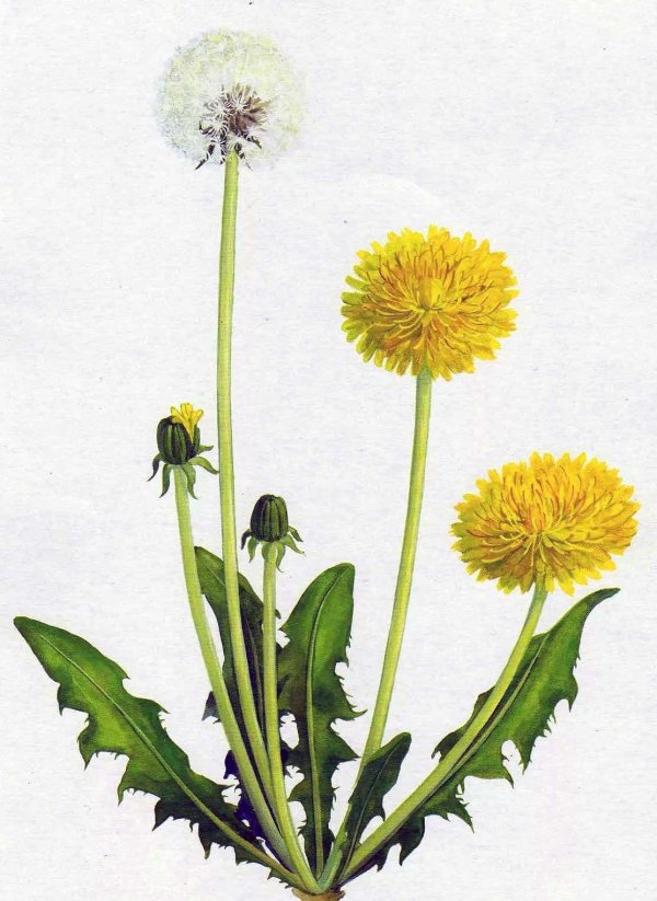 taraxacum officinale ботаническая иллюстрация