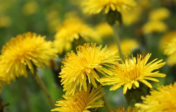 одуванчик лекарственный