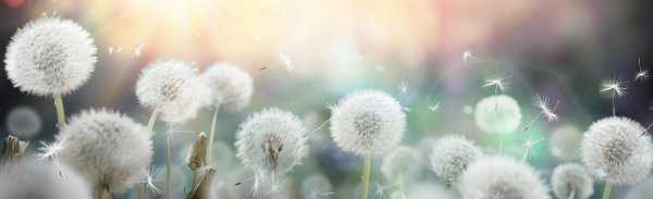фон с одуванчиками