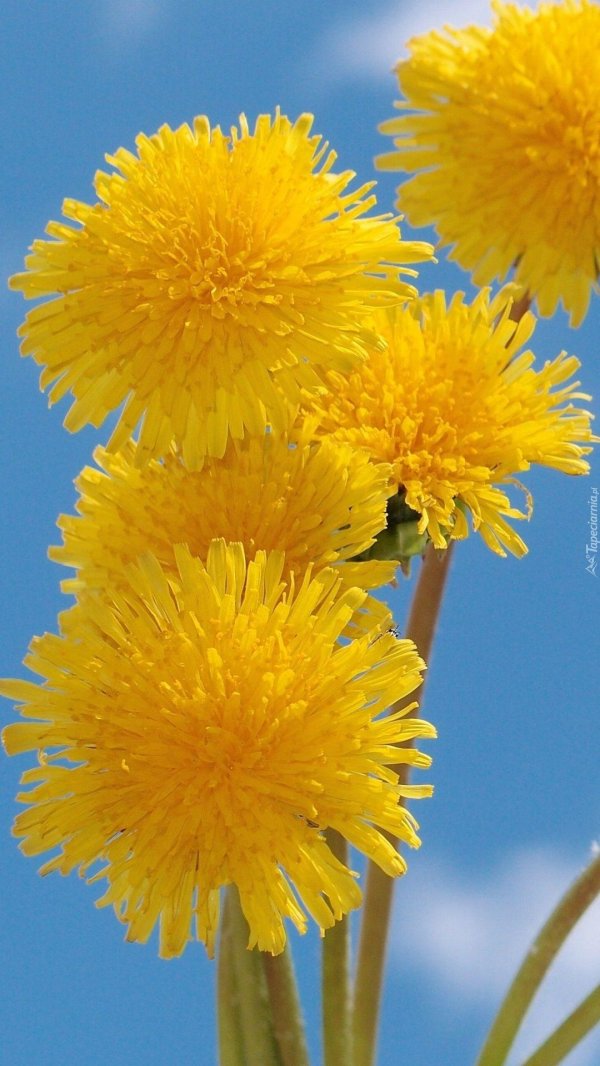 одуванчик полевой обыкновенный