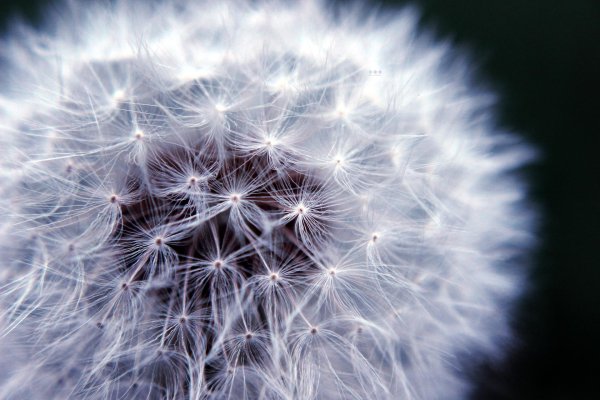 фон с одуванчиками