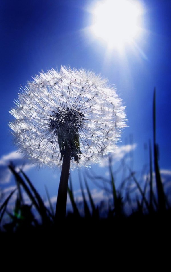 Одуванчики