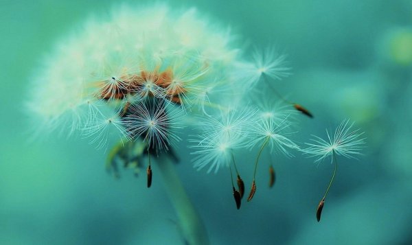 фон с одуванчиками