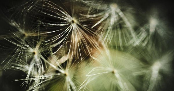 красивые одуванчики