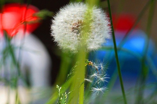 доброе утро с одуванчиками