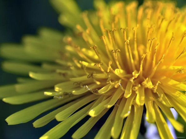 одуванчик лекарственный