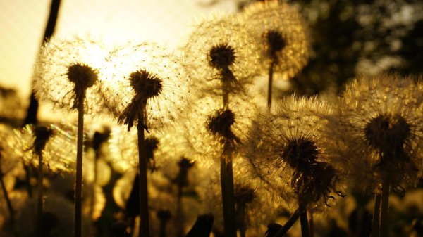 одуванчики генгин