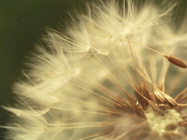 белые одуванчики
