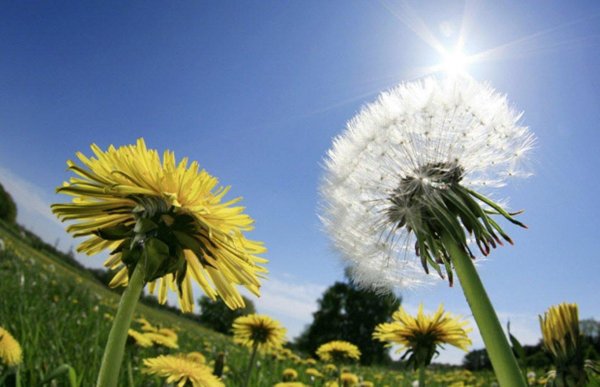 доброе утро с одуванчиками