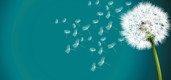 фон с одуванчиками