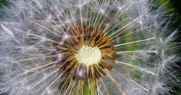 пух одуванчиков