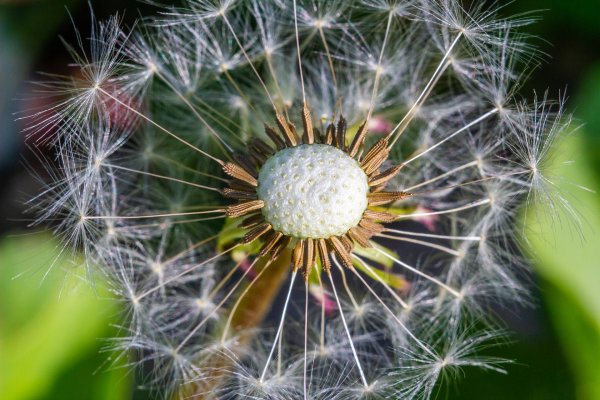 семена одуванчика геншин импакт
