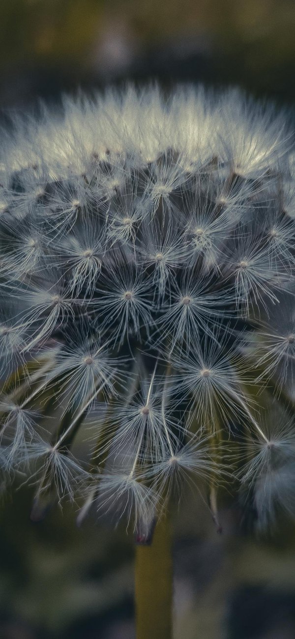 фотография одуванчика