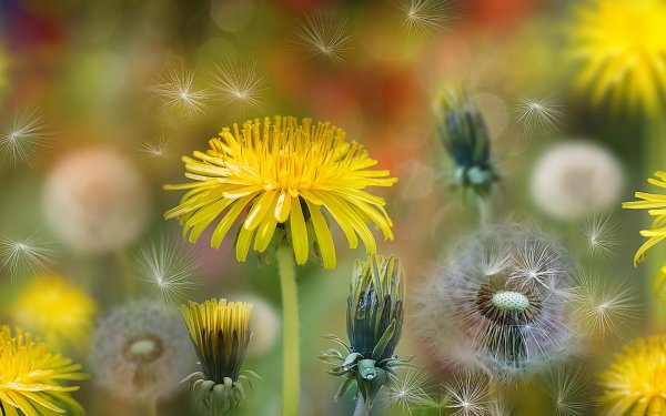 фон с одуванчиками