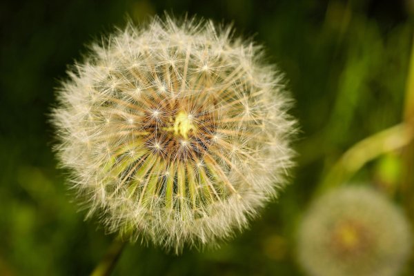 taraxacum officinale семейство