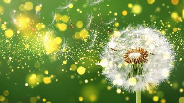 фон с одуванчиками