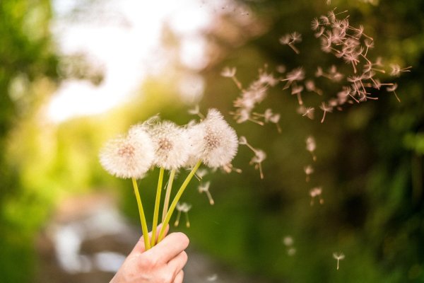 букет одуванчиков