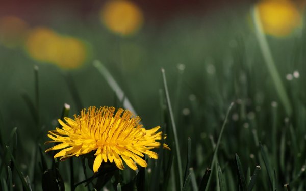 одуванчик полевой обыкновенный