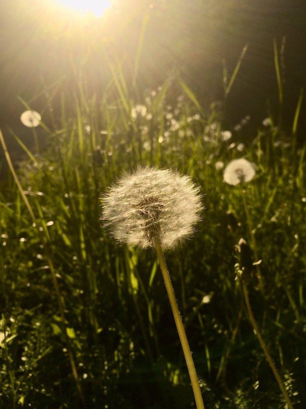 поляна с одуванчиками