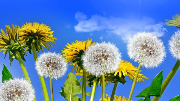 одуванчик вулканный