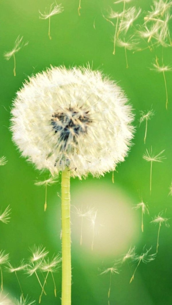 фон с одуванчиками