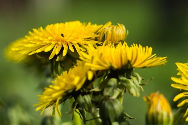 одуванчик луговой