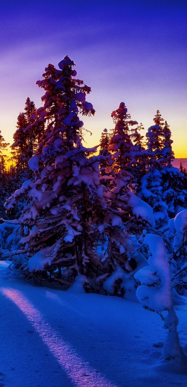 новогодняя природа