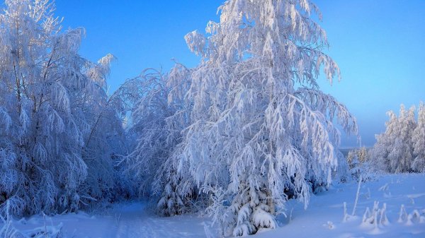 береза зимой