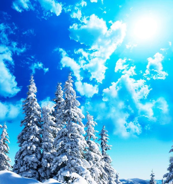 фон зимнего леса