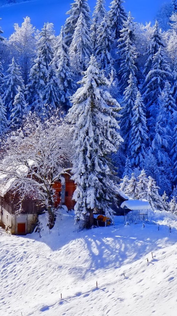 домик в зимнем лесу