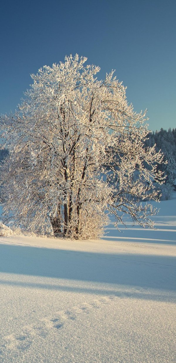 заснеженное дерево